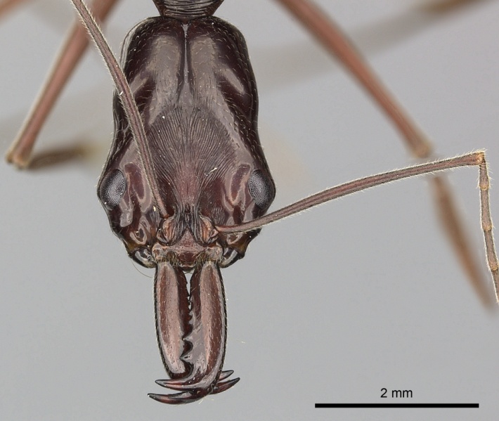 File:Odontomachus angulatus casent0270615 h 1 high.jpg