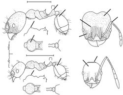 Pheidole sagax Wilson 2003.jpg