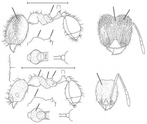 Pheidole tuxtlasana Wilson 2003.jpg