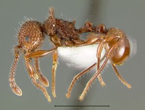 Pristomyrmex-bicolorL2.5x.jpg