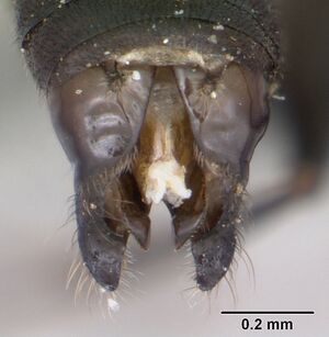 Technomyrmex curiosus casent0070364 profile 3.jpg