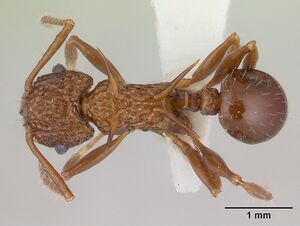 Acanthomyrmex basispinosus casent0178575 dorsal 1.jpg