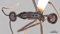 Aphaenogaster dromedaria casent0280945 d 1 high.jpg