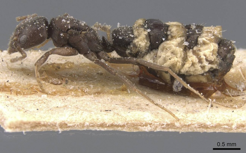 File:Bothriomyrmex cuculus casent0911475 p 1 high.jpg