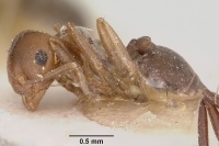 Crematogaster donisthorpei casent0101917 profile 1.jpg