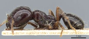 Monomorium muticum casent0904582 p 1 high.jpg