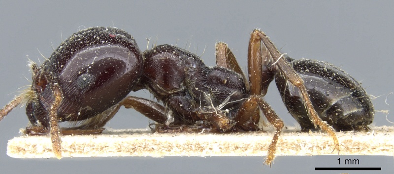 File:Monomorium muticum casent0904582 p 1 high.jpg