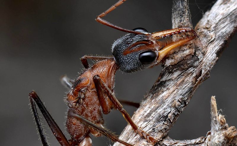 File:Myrmecia desertorum queen, South Australia, Mark Newton (2).jpg