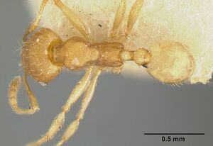 Pheidole bilimeki jtlc000014089 dorsal 1.jpg