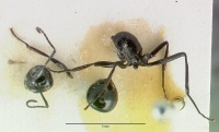 Polyrhachis dentata castype06935-01 dorsal 1.jpg