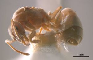 Prolasius pallidus antweb1008276 p 1 high.jpg