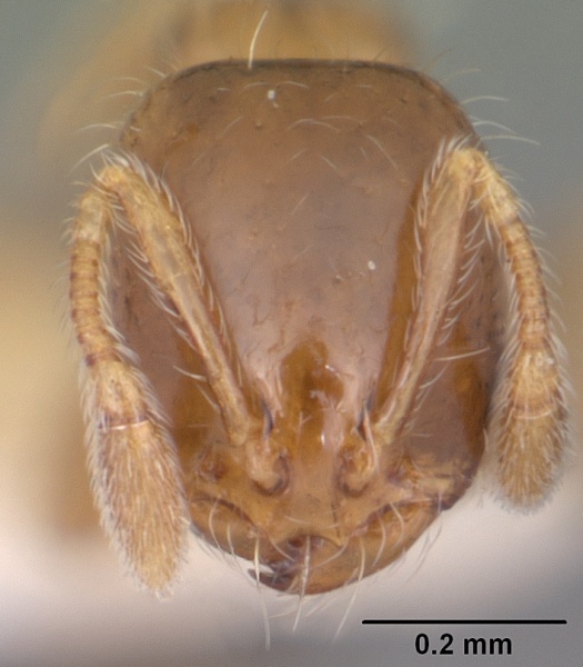 File:Solenopsis picta casent0104509 head 1.jpg