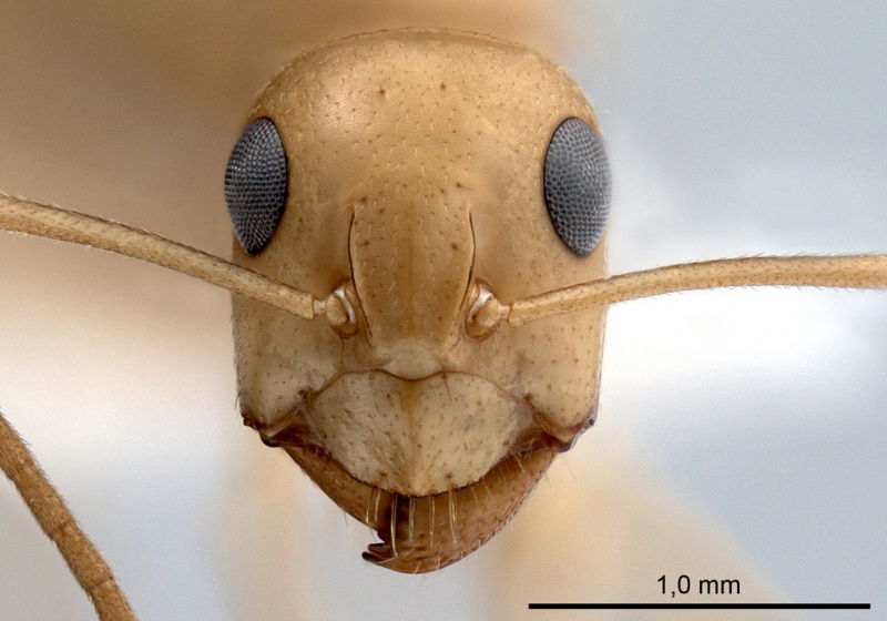File:Camponotus fedtschenkoi antweb1008054 h 1 high.jpg