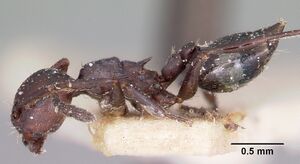 Crematogaster grevei casent0101572 profile 1.jpg