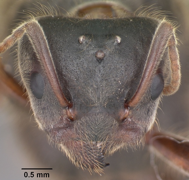 File:Liometopum apiculatum casent0004189 head 1.jpg