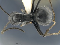 MCZ ENT Polyrhachis schistacea had.jpg