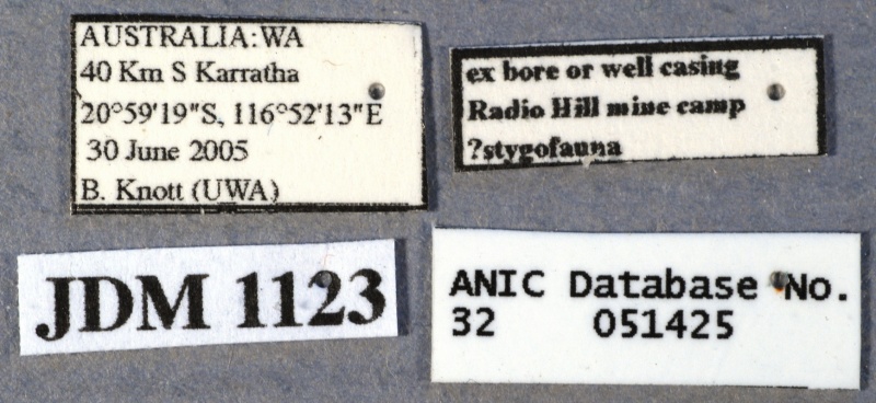 File:Nylanderia high-prop ANIC32-051425 labels-Antwiki.jpg