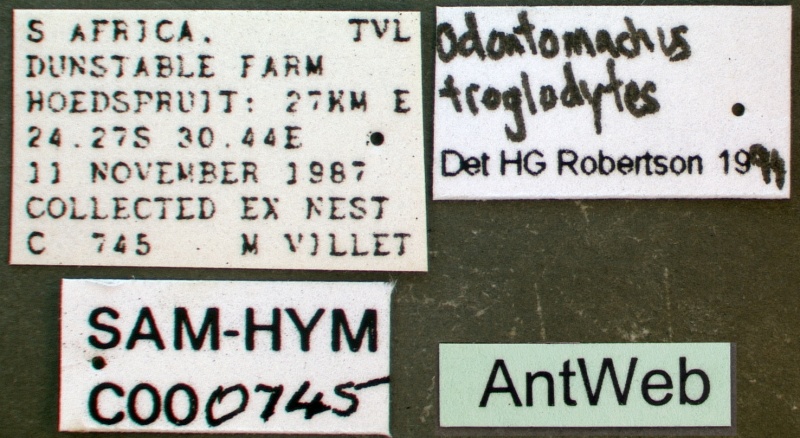 File:Odontomachus troglodytes sam-hym-c000745a label 1.jpg