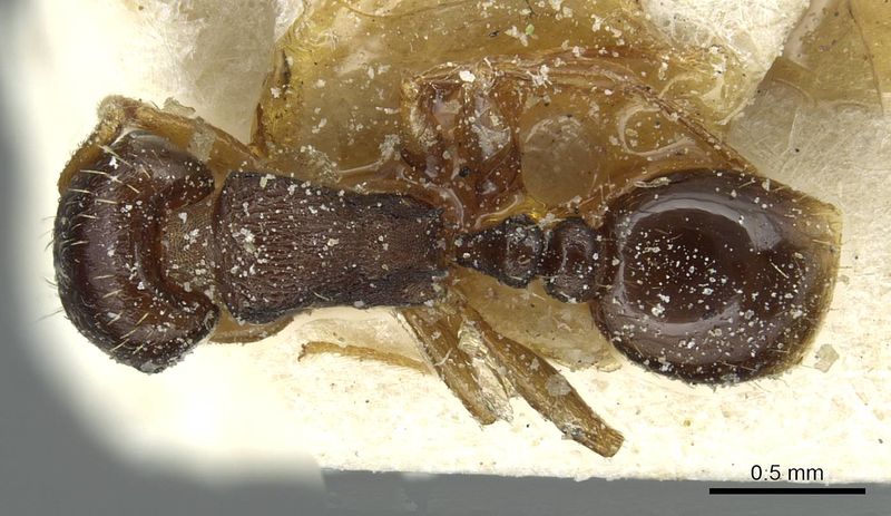 File:Tetramorium atlante casent0915045 d 1 high.jpg