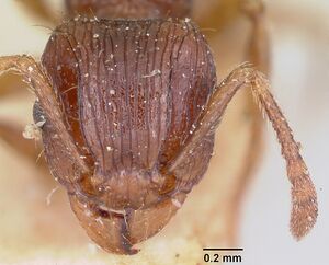 Tetramorium steinheili casent0101258 head 1.jpg