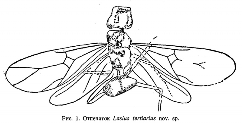 File:Zalessky 1949-2Lasius-tertiarius.jpg