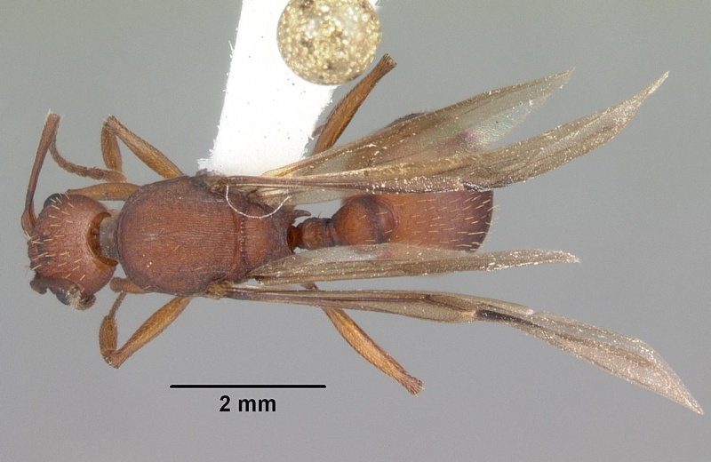 File:Aphaenogaster treatae casent0103608 dorsal 1.jpg