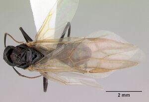 Camponotus armstrongi casent0172153 dorsal 1.jpg