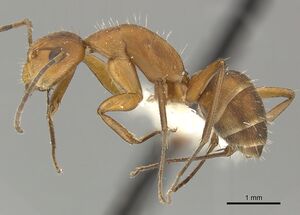 Camponotus coriolanus jtlc000000442 p 1 high.jpg