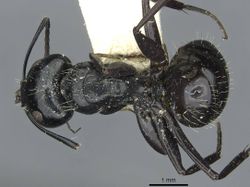 Camponotus vividus semidepilis rmcaent000017815 d 1 high.jpg