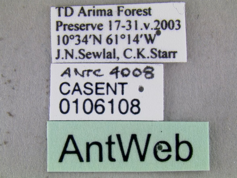 File:Dolichoderus attelaboides casent0106108 label 1.jpg