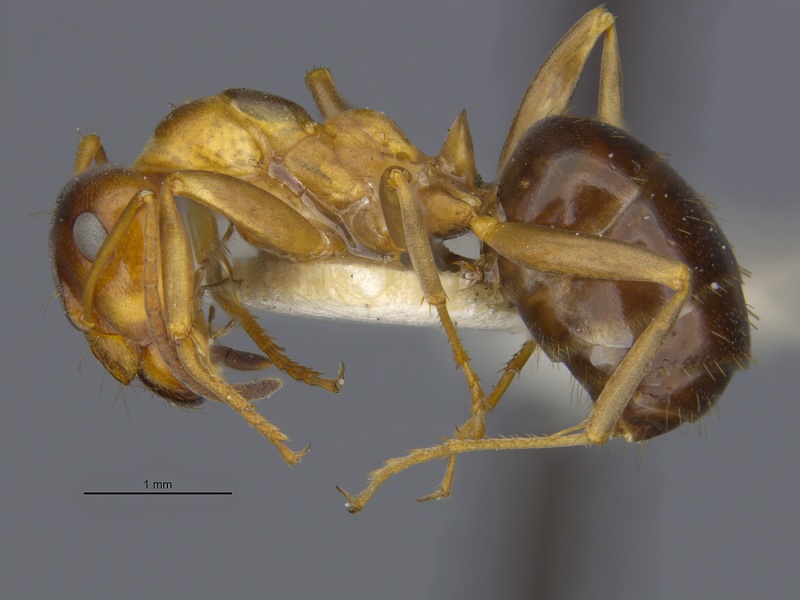 File:MCZ-ENT00008880 Formica subpolita var camponoticeps hal.jpg