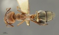 MCZ ENT Camponotus MOZ sp13 had 1.jpg