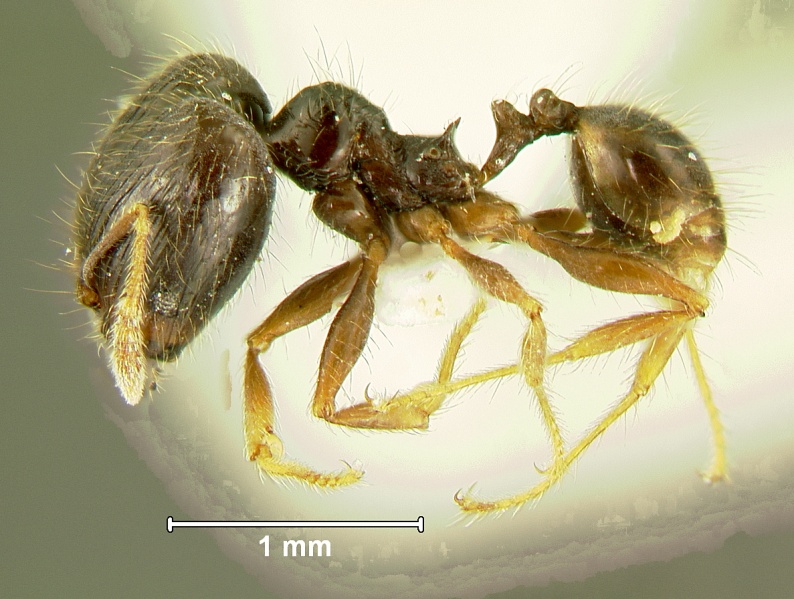 File:Pheidole-sauberiL4.jpg