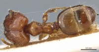 Pheidole philippi casent0904220 d 1 high.jpg