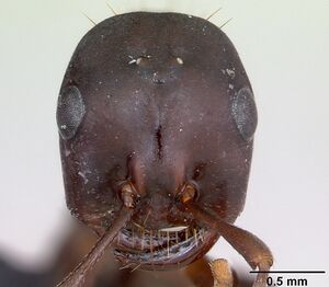 Polyergus nigerrimus casent0173333 head 1.jpg