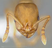 Temnothorax andrei casent0005683 head 1.jpg