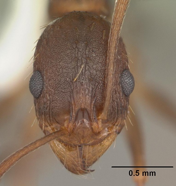 File:Aphaenogaster carolinensis casent0103574 head 1.jpg