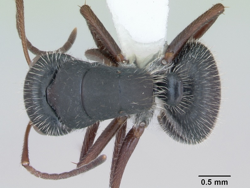 File:Camponotus crassus casent0173407 dorsal 1.jpg