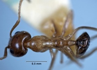 Iridomyrmex argutus top view