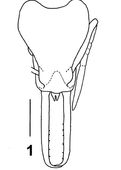 File:Lattke, J.Ehef.jpg