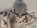 How do ant mandibles relate to feeding behaviour?