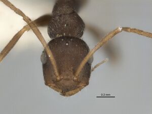 Melophorus mjobergi minor head ANIC32-900181.jpg