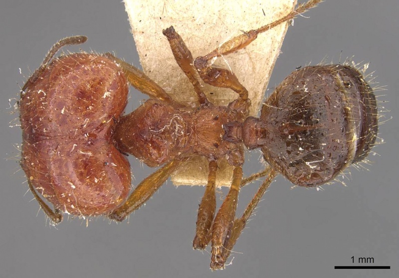 File:Pheidole hartmeyeri casent0908041 d 1 high.jpg