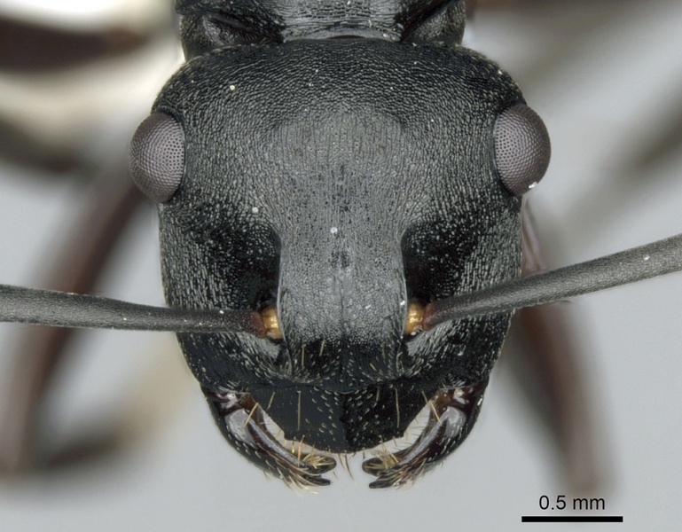 File:Polyrhachis hexacantha casent0249664 h 1 high.jpg