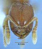 Prionopelta robynmae holotype ANIC32-039009 head 115-Antwiki.jpg