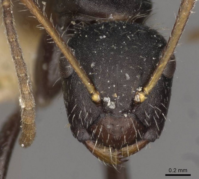 File:Camponotus caracalla casent0910725 h 1 high.jpg