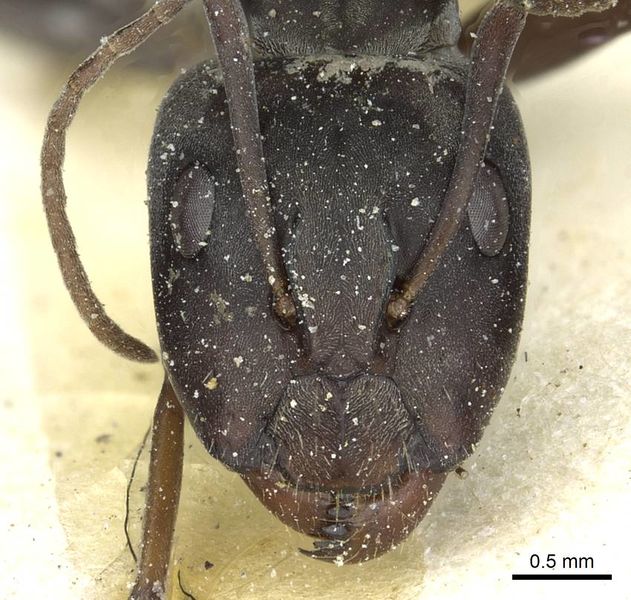 File:Camponotus vestitus lujai casent0911784 h 1 high.jpg