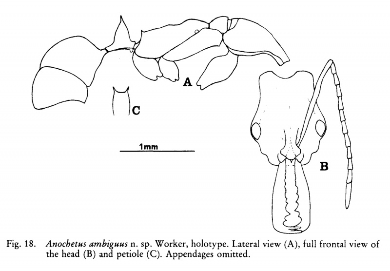 File:De Andrade 1994c-18Fig18.jpg