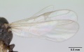 Hypoponera opaciceps casent0173293 profile 2.jpg
