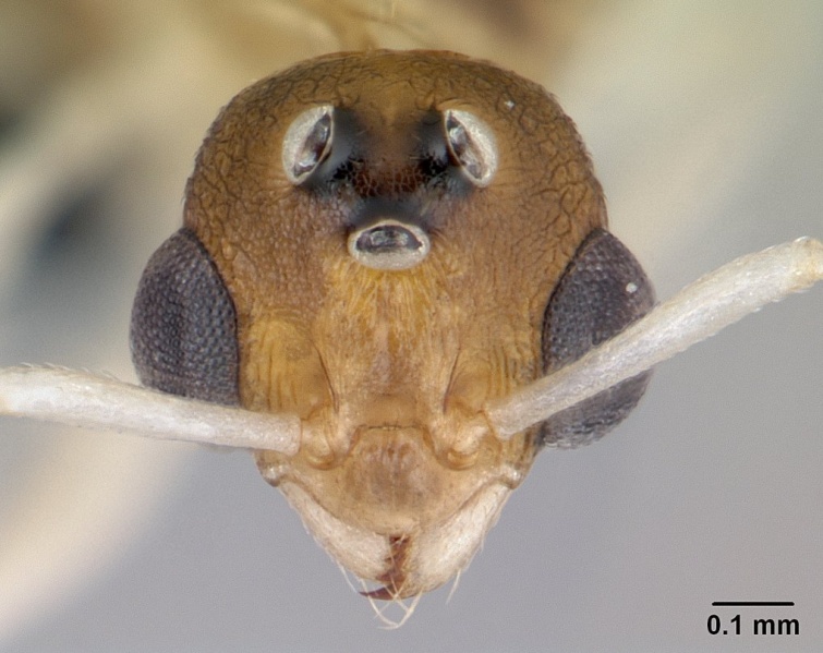 File:Nesomyrmex angulatus casent0147245 head 1.jpg